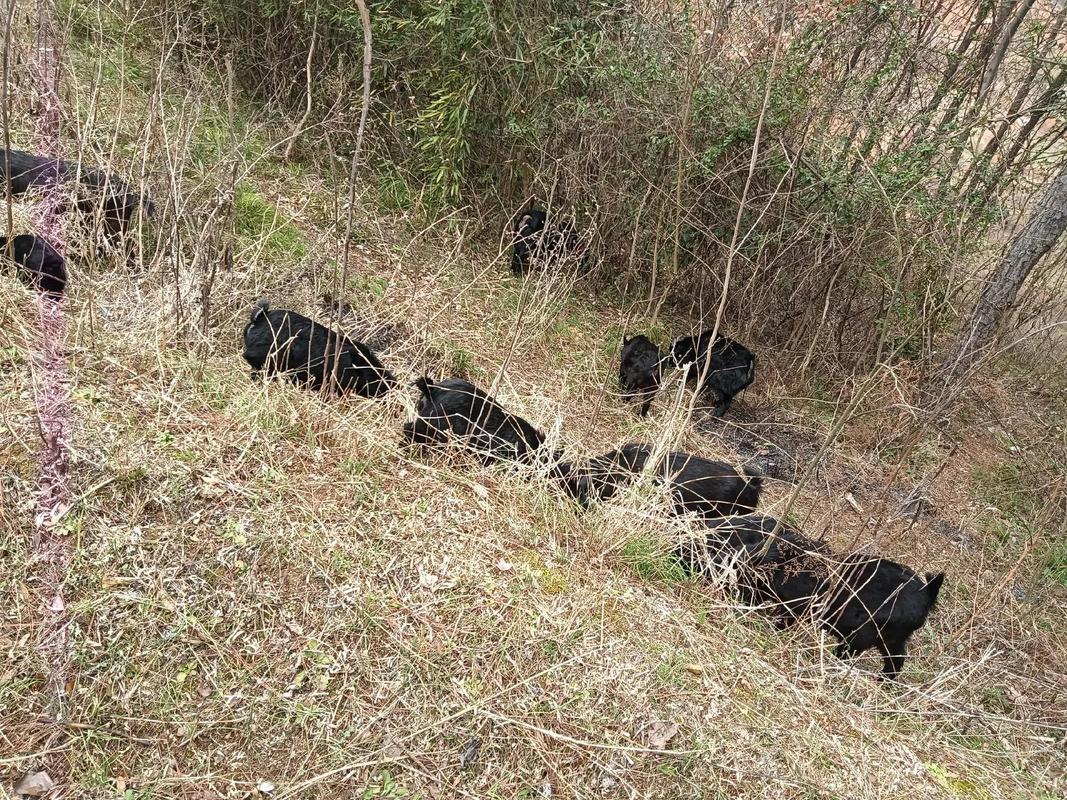 湖南适舍养什么品种的羊-图3 湖南适舍养什么品种的羊-图3