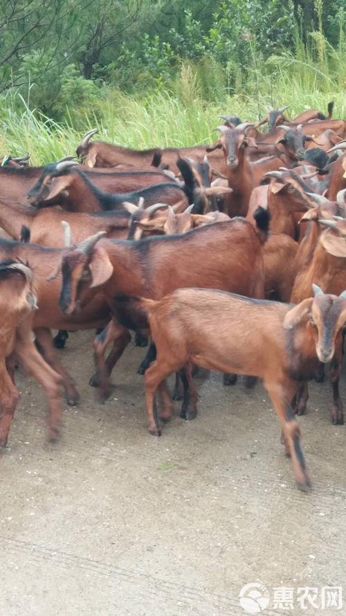 湖南适舍养什么品种的羊-图2 湖南适舍养什么品种的羊-图2