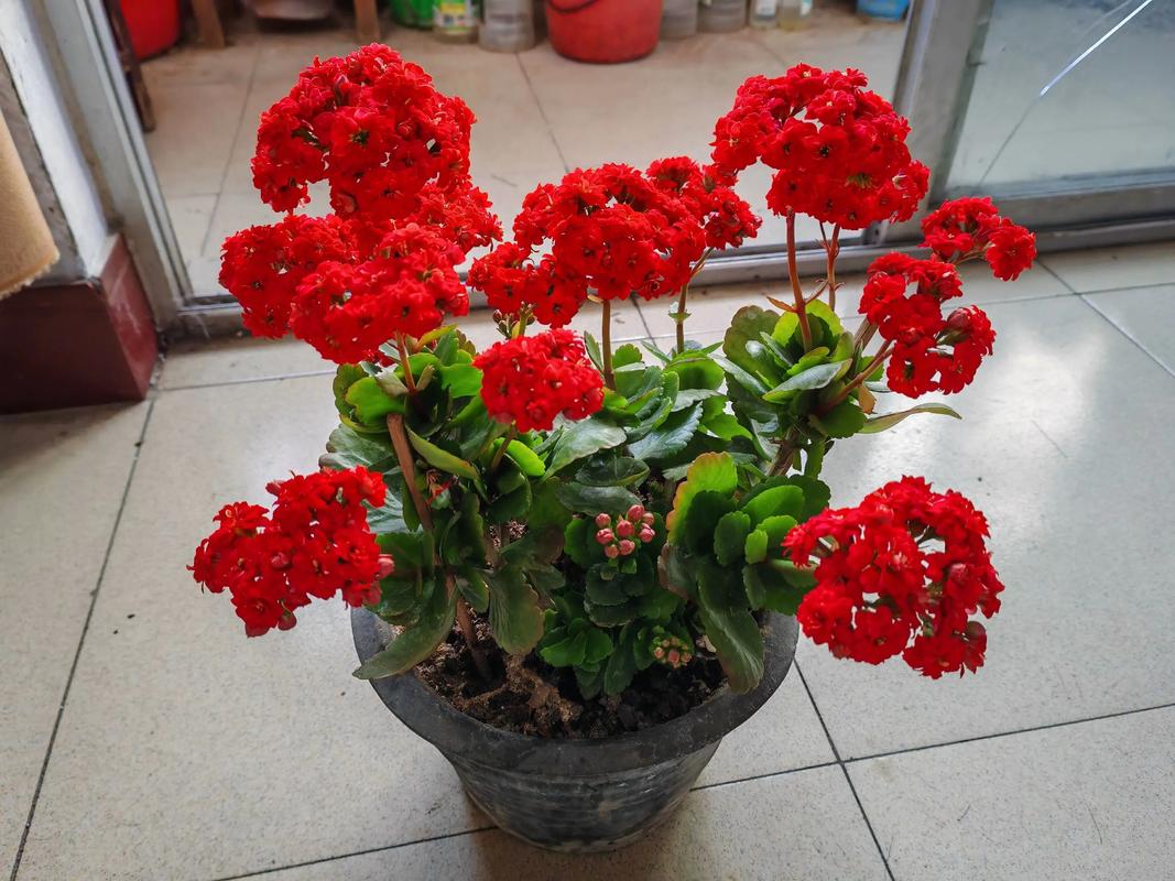 长寿花大红色品种有哪些?-图1 长寿花大红色品种有哪些?-图1