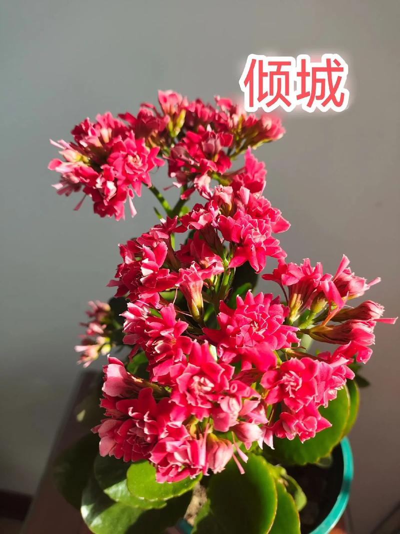 长寿花大红色品种有哪些?-图2 长寿花大红色品种有哪些?-图2