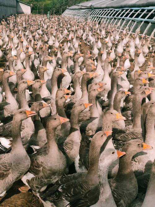 西方养殖选啥大鹅品种好？-图2