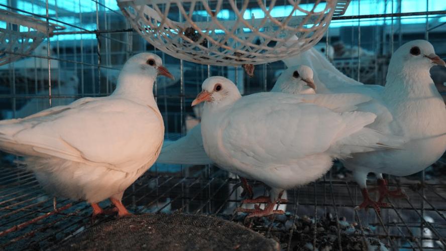 白鸽养殖视频,技术管理要点有哪些?-图1 白鸽养殖视频,技术管理要点有哪些?-图1