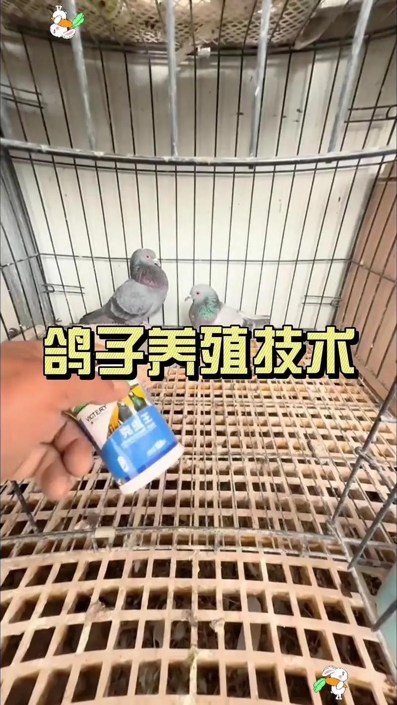 白鸽养殖视频,技术管理要点有哪些?-图3 白鸽养殖视频,技术管理要点有哪些?-图3