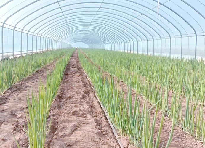 大葱种植技术全套视频,从选种到收获怎么学?-图2 大葱种植技术全套视频,从选种到收获怎么学?-图2