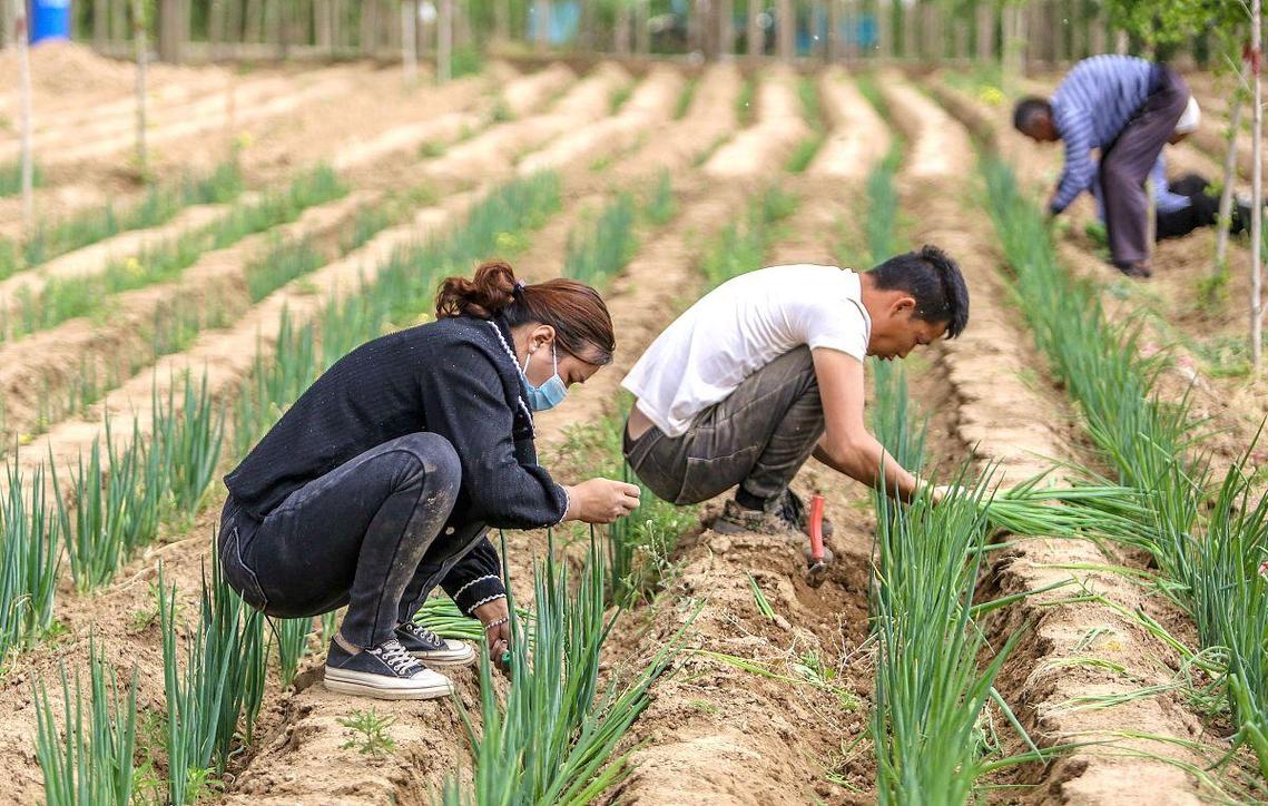 大葱种植技术全套视频,从选种到收获怎么学?-图1 大葱种植技术全套视频,从选种到收获怎么学?-图1