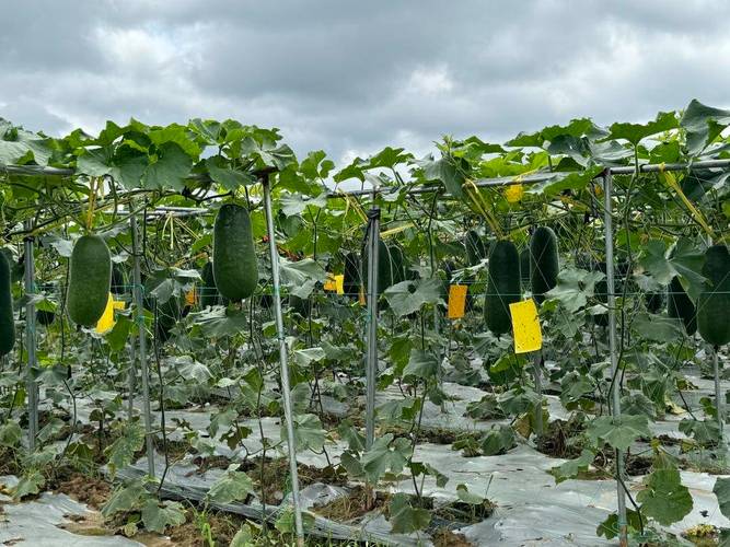 特大冬瓜高产种植管理有哪些关键技术?-图1 特大冬瓜高产种植管理有哪些关键技术?-图1
