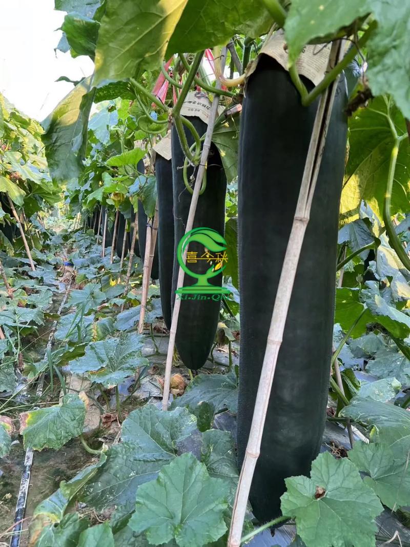 特大冬瓜高产种植管理有哪些关键技术？-图3