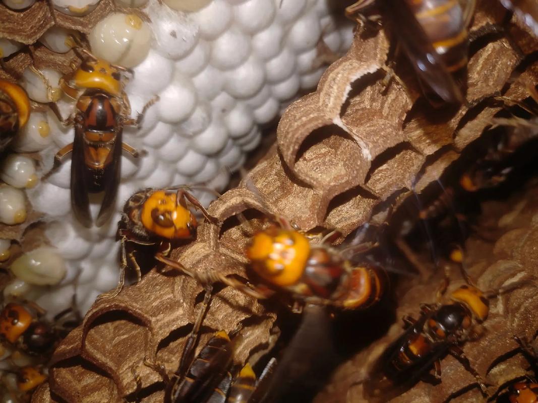 胡蜂养殖技术与方法视频-图2