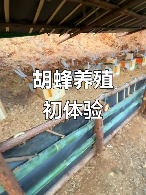 胡蜂养殖技术与方法视频-图3