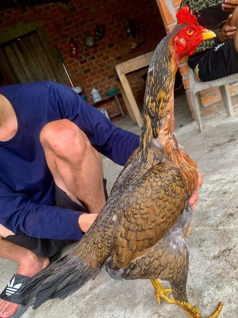 特种养殖品种有哪些？-图3