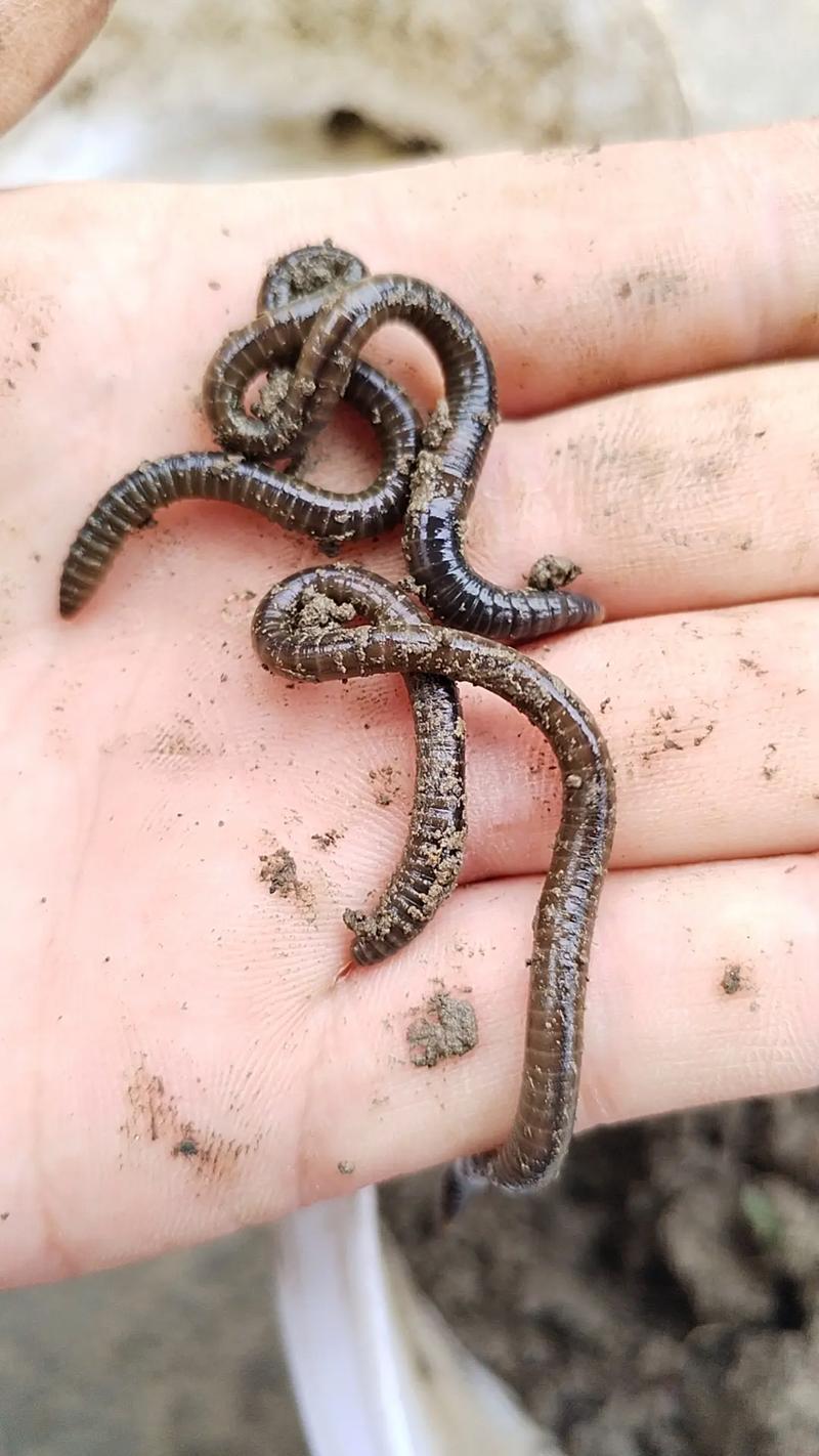 农村挖的蚯蚓是什么品种？-图1