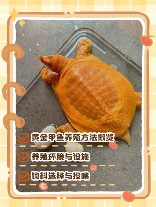 cctv7甲鱼养殖技术-图3