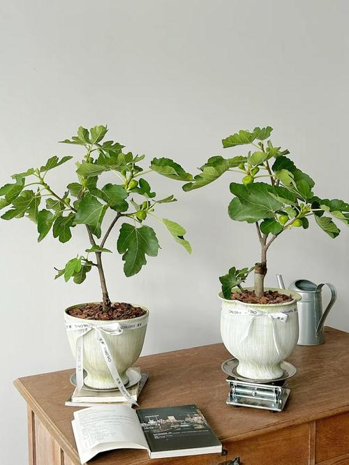 春季盆栽无花果如何管理？-图3