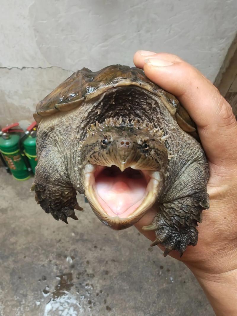 2025大鳄龟价格会涨还是会跌?-图1 2025大鳄龟价格会涨还是会跌?-图1