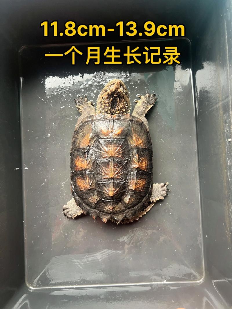 2025大鳄龟价格会涨还是会跌?-图2 2025大鳄龟价格会涨还是会跌?-图2