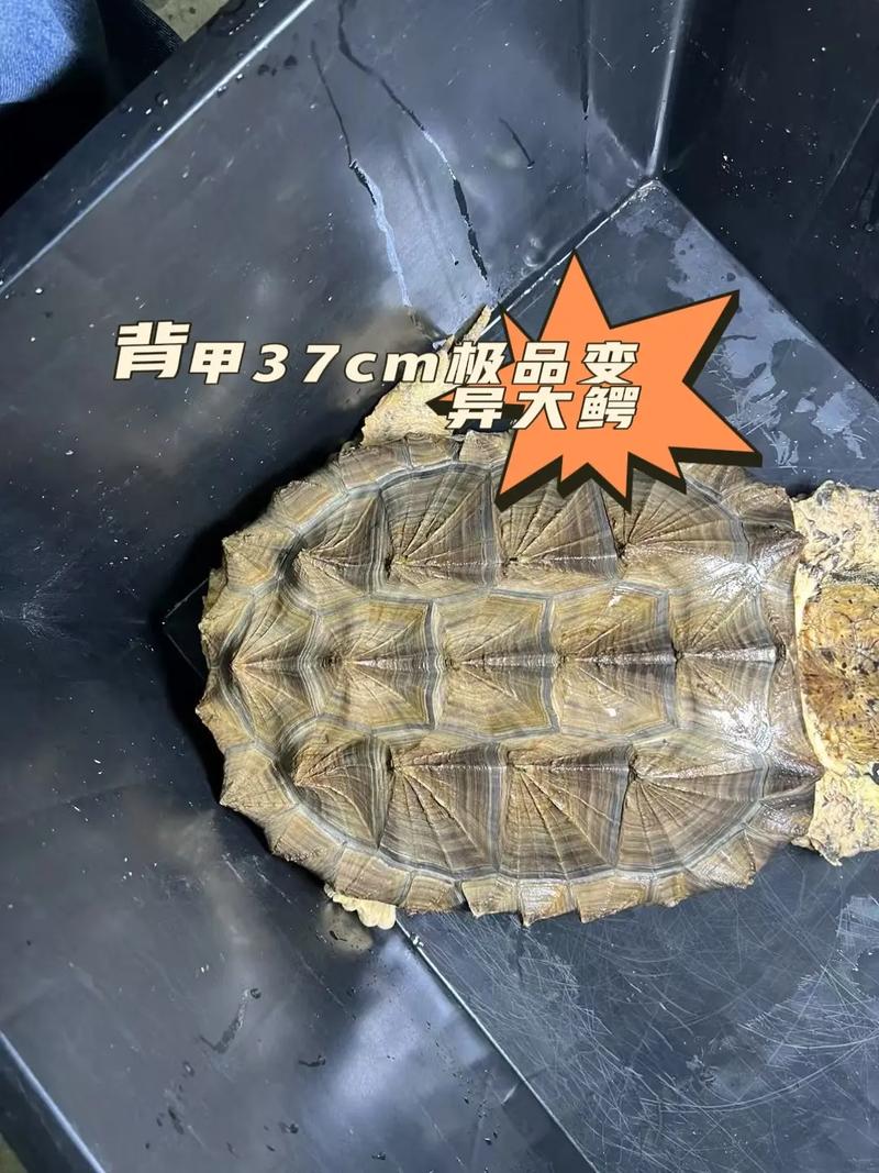 2025大鳄龟价格会涨还是会跌?-图3 2025大鳄龟价格会涨还是会跌?-图3