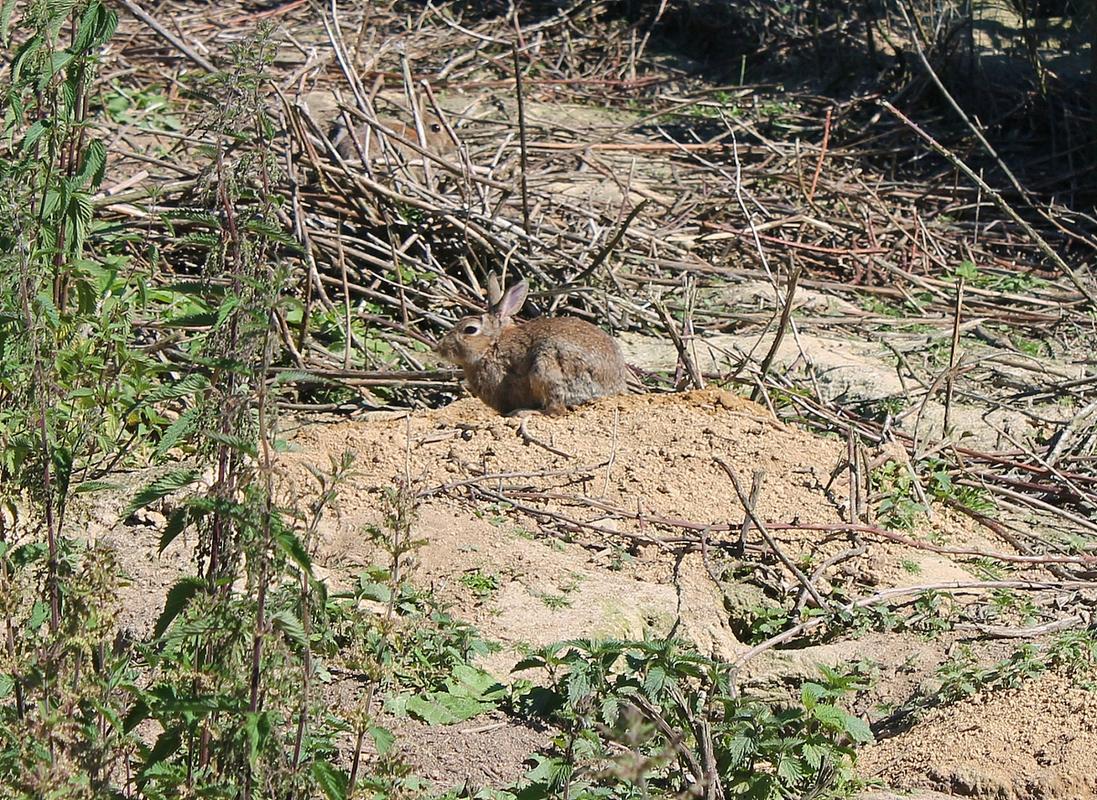 CCTv7野兔养殖技术有哪些要点？-图2
