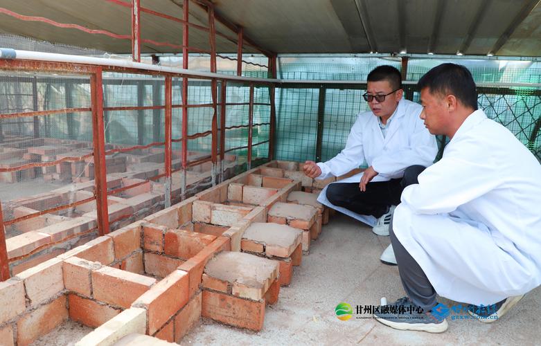 CCTv7野兔养殖技术有哪些要点？-图3