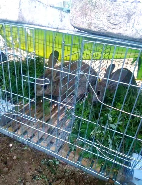 CCTv7野兔养殖技术有哪些要点?-图1 CCTv7野兔养殖技术有哪些要点?-图1