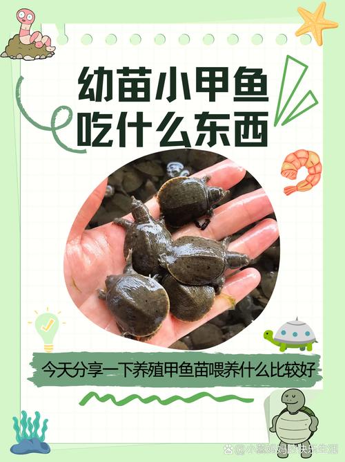 2025山瑞鳖幼苗价格多少钱一只?-图3 2025山瑞鳖幼苗价格多少钱一只?-图3