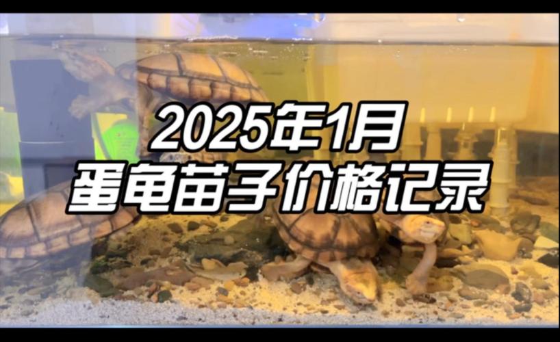 2025山瑞鳖幼苗价格多少钱一只?-图1 2025山瑞鳖幼苗价格多少钱一只?-图1