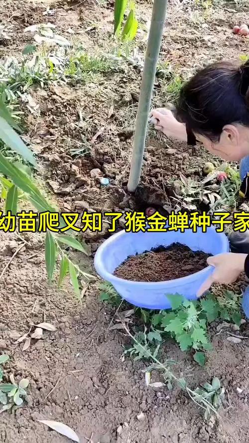 蝉的幼虫养殖方法与市场价格多少?-图1 蝉的幼虫养殖方法与市场价格多少?-图1