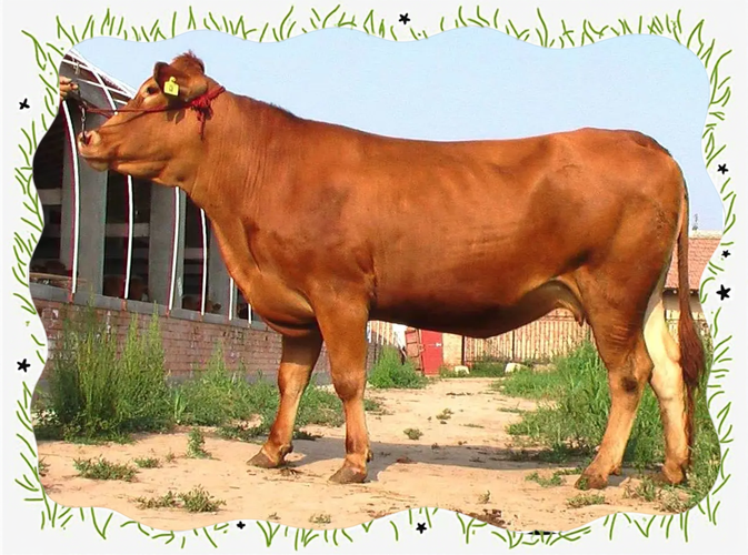 中国什么品种的牛最好吃?-图1 中国什么品种的牛最好吃?-图1