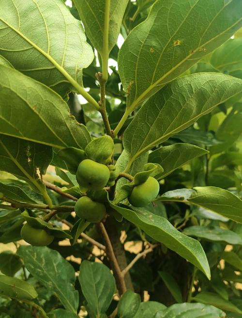 东北适合栽种哪些柿树品种？-图3