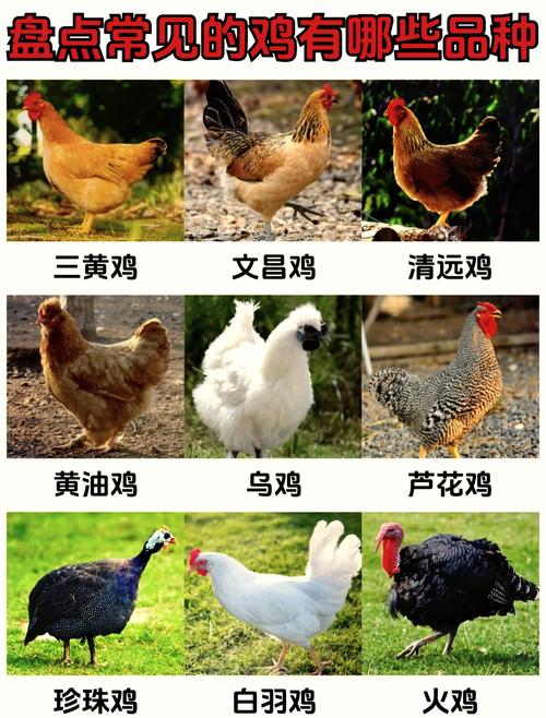 现在养殖的鸡是什么品种-图1 现在养殖的鸡是什么品种-图1