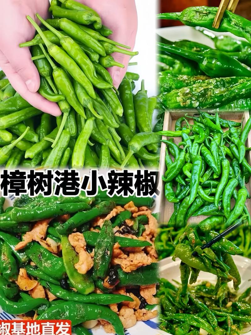 江西红辣椒是什么品种?-图2 江西红辣椒是什么品种?-图2