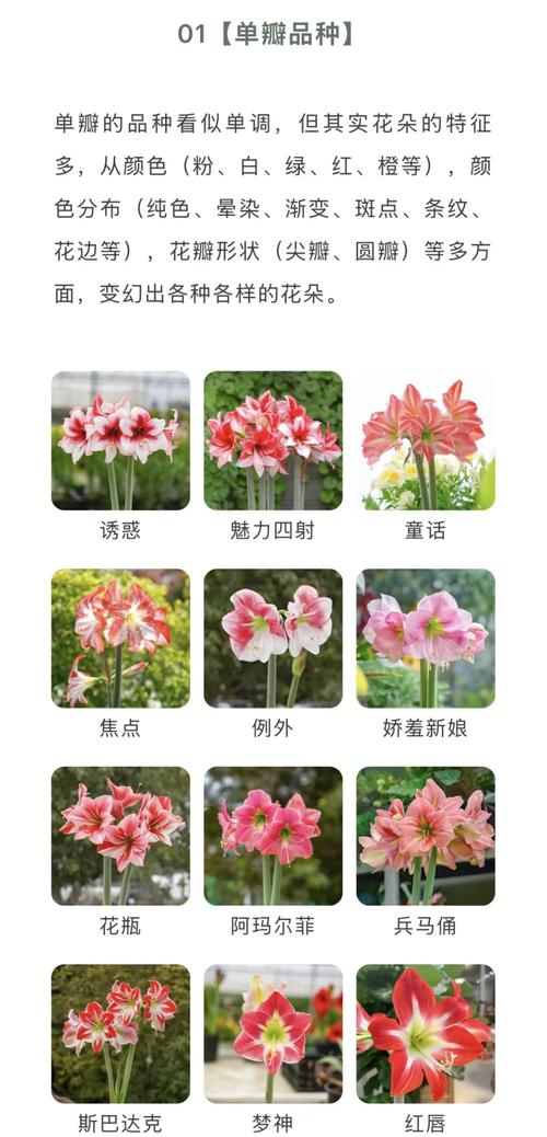 朱顶红品种名与图片如何对应?-图2 朱顶红品种名与图片如何对应?-图2