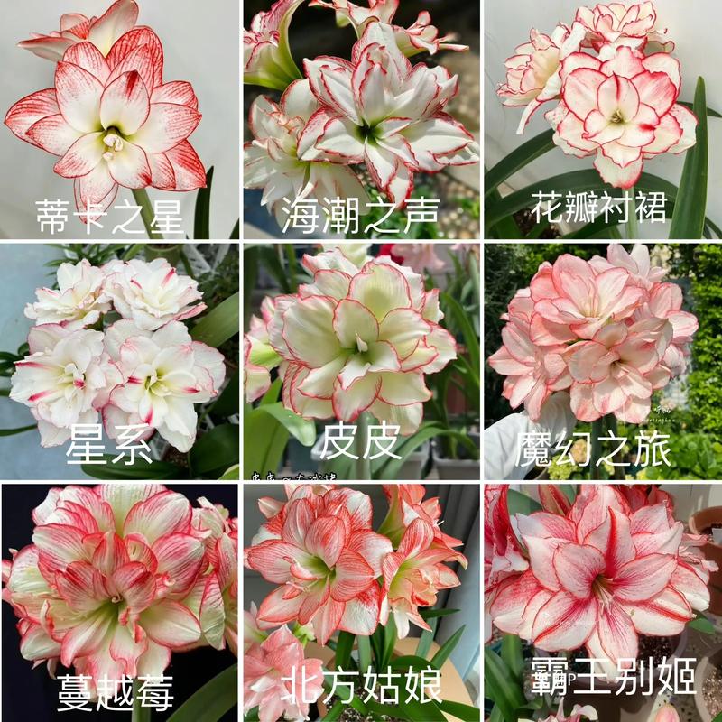 朱顶红品种名与图片如何对应?-图3 朱顶红品种名与图片如何对应?-图3