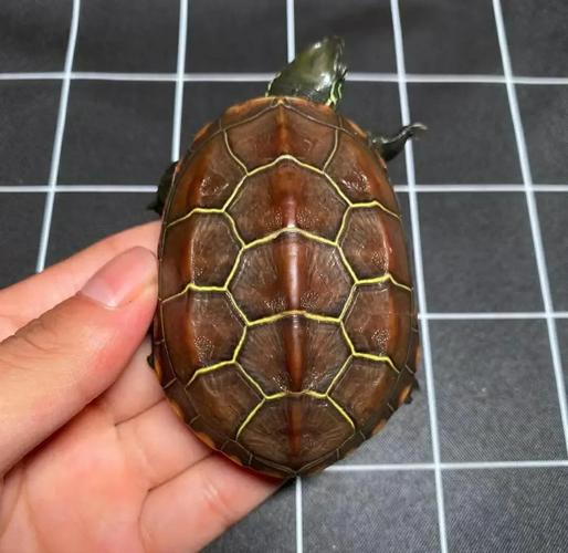 贵州地区有哪些龟的品种？-图1