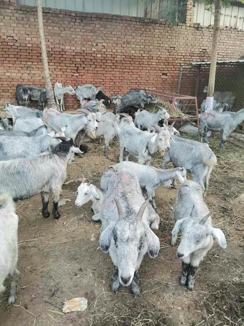 青山羊养殖技术视频直播看什么?-图3 青山羊养殖技术视频直播看什么?-图3