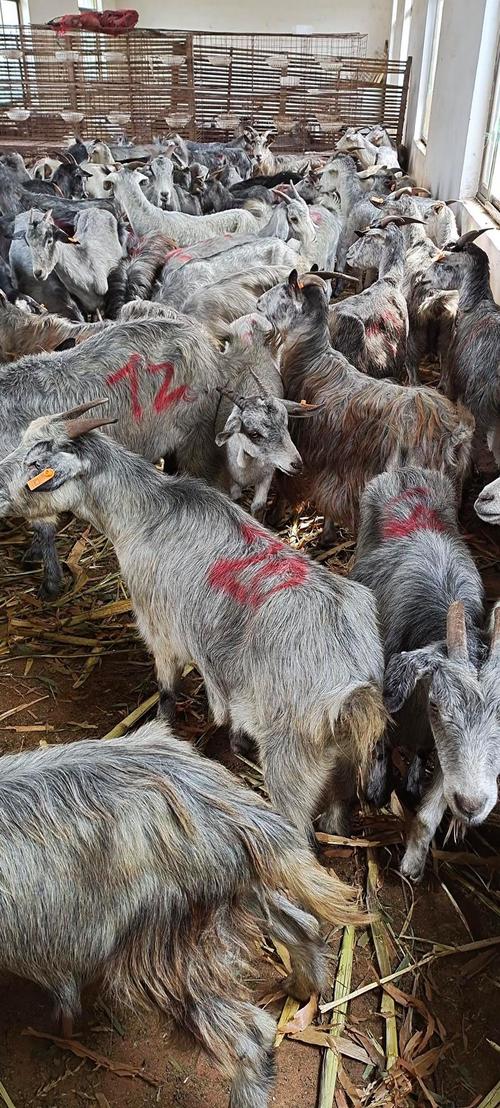 青山羊养殖技术视频直播看什么?-图1 青山羊养殖技术视频直播看什么?-图1