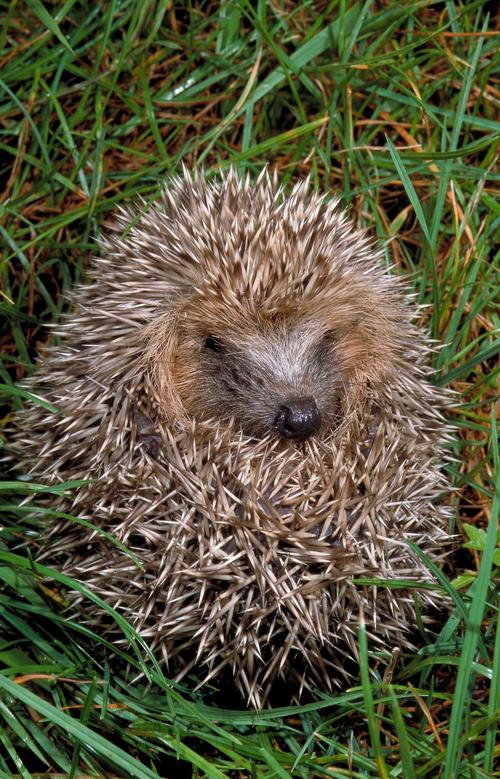 CCTV7刺猬养殖技术有哪些关键要点？-图2