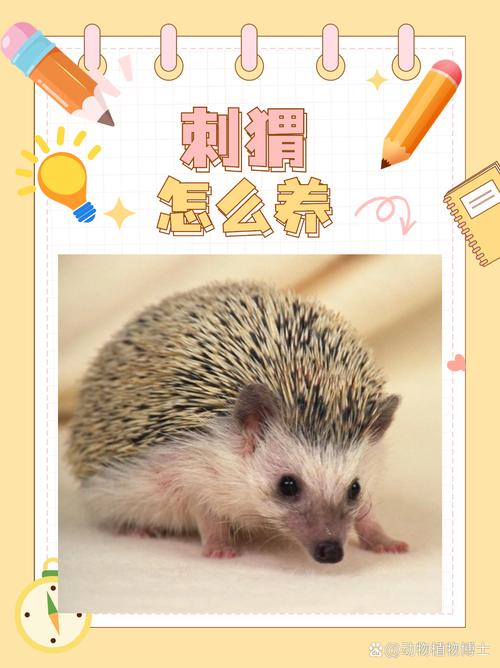 CCTV7刺猬养殖技术有哪些关键要点?-图1 CCTV7刺猬养殖技术有哪些关键要点?-图1