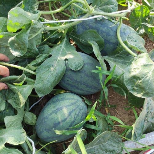 黑美人西瓜种植管理技术要点有哪些？-图1