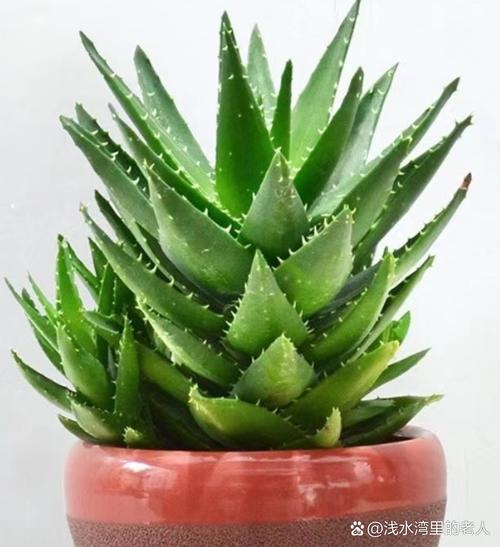 芦荟品种图片大全配图有哪些常见种类？-图1