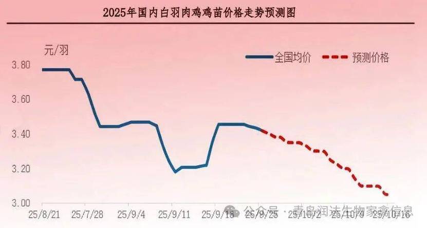 济南817毛鸡价格今日如何？-图3