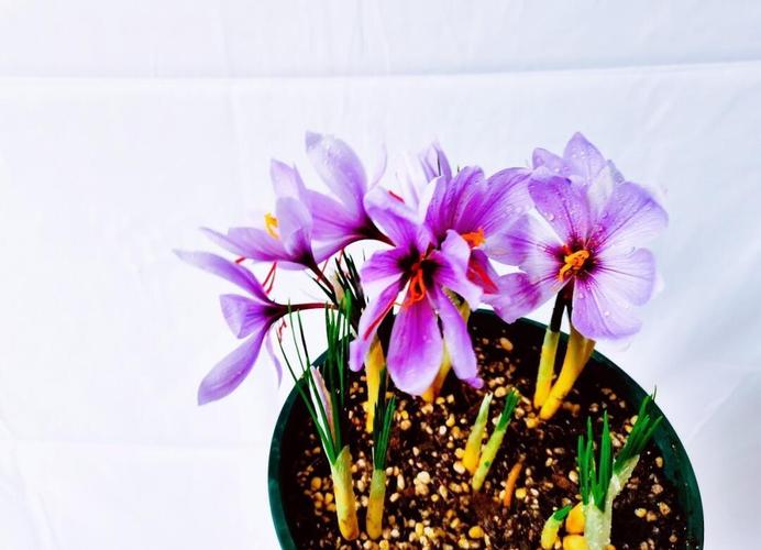 西红花人工室内种植技术如何实现高效栽培?-图3 西红花人工室内种植技术如何实现高效栽培?-图3