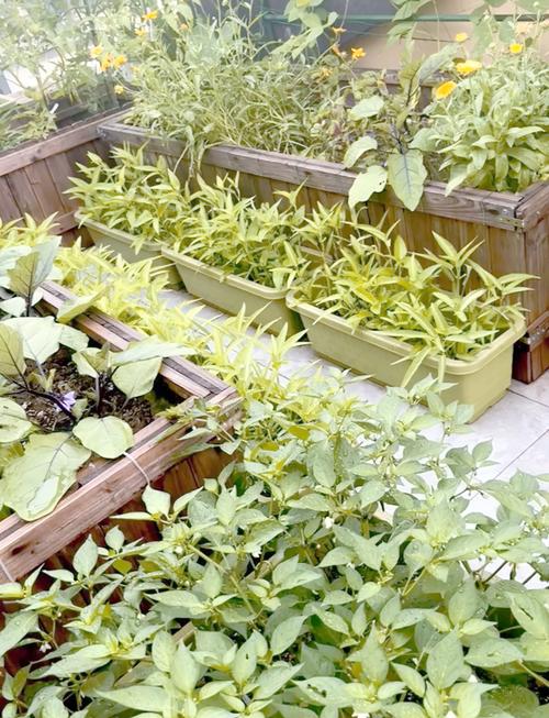 露地菜哪些品种效益好?-图1 露地菜哪些品种效益好?-图1