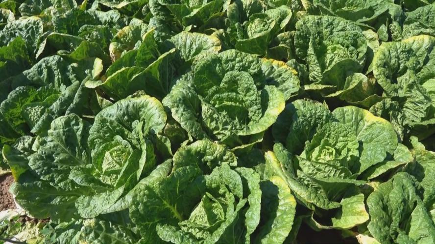 露地菜哪些品种效益好？-图3