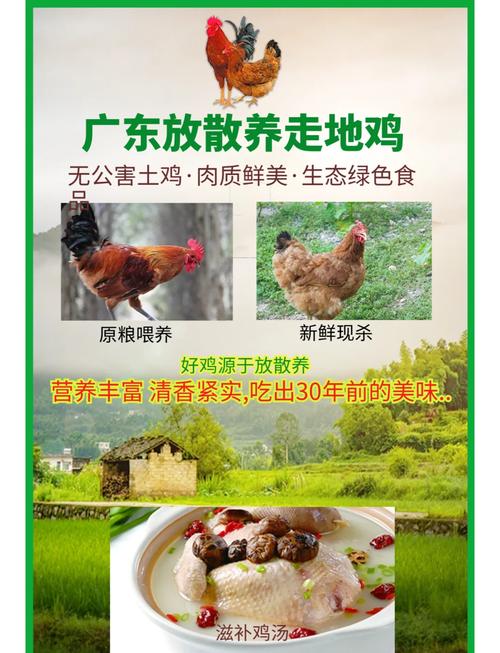 山地养土鸡技术要点有哪些?-图1 山地养土鸡技术要点有哪些?-图1