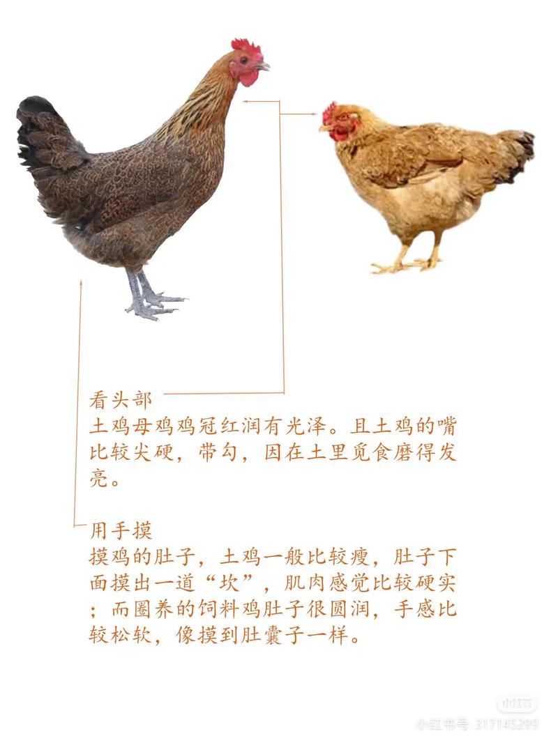 山地养土鸡技术要点有哪些?-图3 山地养土鸡技术要点有哪些?-图3