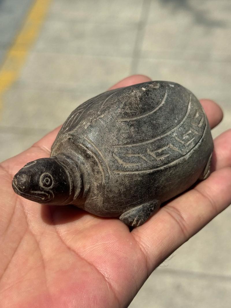 2025年石龟最新价格多少钱一只？-图3