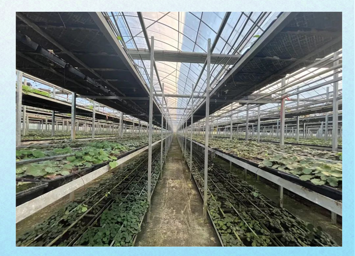 大棚药材种植管理技术有哪些要点?-图2 大棚药材种植管理技术有哪些要点?-图2