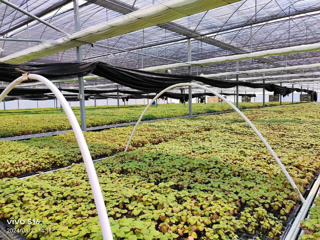 大棚药材种植管理技术有哪些要点?-图1 大棚药材种植管理技术有哪些要点?-图1