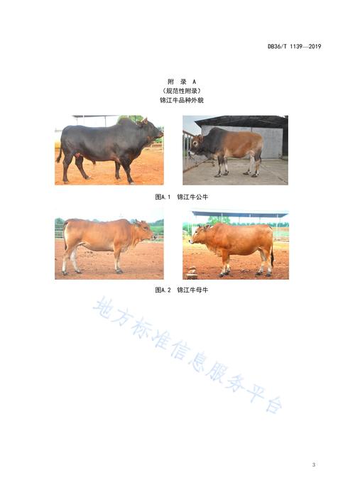 江西适合养啥品种牛?-图1 江西适合养啥品种牛?-图1