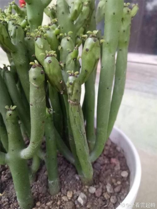 新扦插的变异膨珊瑚如何养护?-图1 新扦插的变异膨珊瑚如何养护?-图1